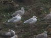Herring Gull at Barling Rubbish Tip (Steve Arlow) (103409 bytes)